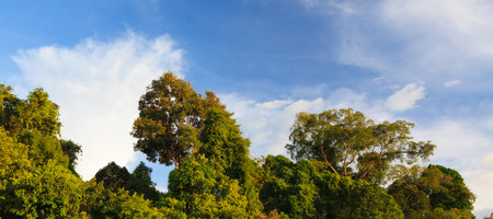 Forest and sky in warm evening sunlight
