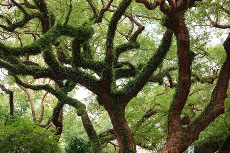 Big tree curly branches and foliage in city parkの写真素材