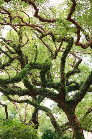 Big tree curly branches and foliage in city parkの写真素材
