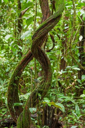 Vine plant in lush rainforest Borneo Malaysiaの写真素材