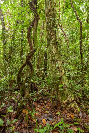 Vine plant in lush rainforest Borneo Malaysiaの写真素材