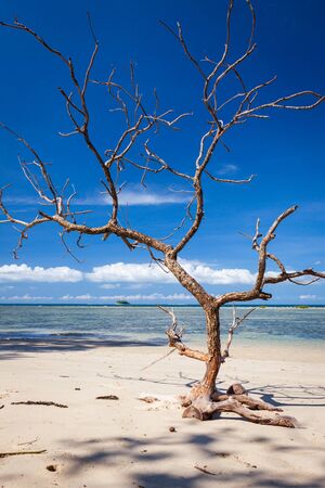 Driftwood tree in beach sunny day borneo malaysia landscapeの写真素材