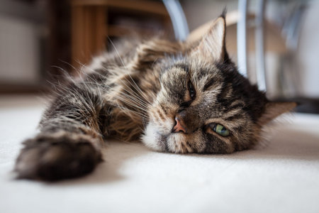 Maine coon cat lying on floor indoorsの写真素材