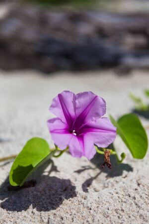 Beautiful purple flower at beach sunny dayの写真素材