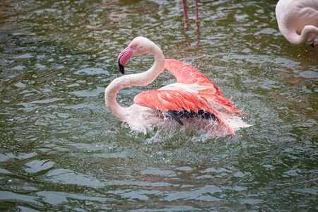 Colorful red flamingo taking a bath in zooの写真素材