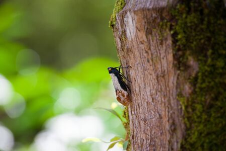 Exotic small bug on a tree trunk at Borneo Malaysiaの写真素材
