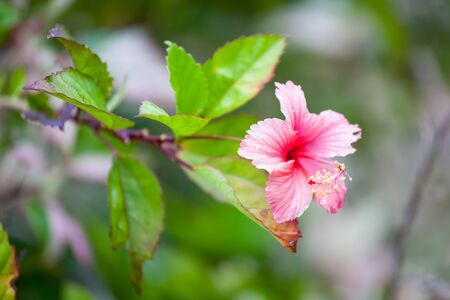 Beautiful red exotic flower at Borneo Malaysiaの写真素材