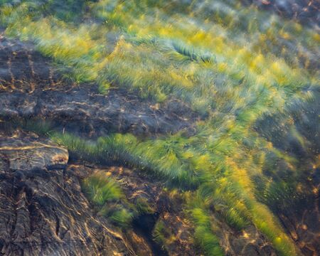 Green grass plant growing underwater on bedrock in lakeの写真素材