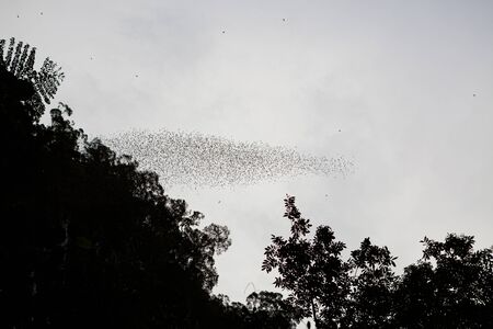 Bats flying in Gunung Mulu national park Borneo Malaysiaの写真素材