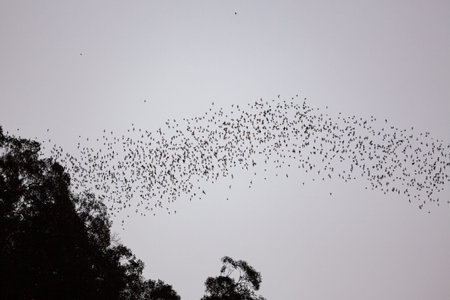 Bats flying in Gunung Mulu national park Borneo Malaysia