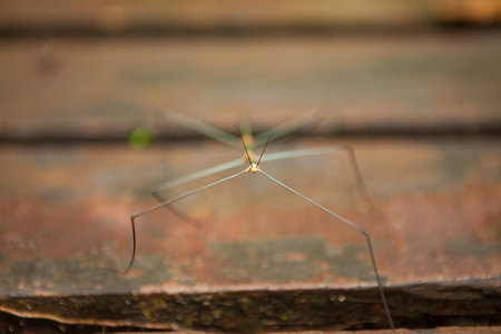 Stick insect in Gunung Mulu national park Borneo Malaysia