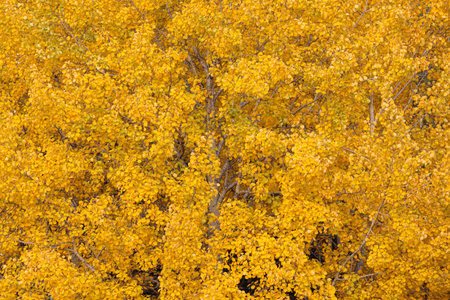 Aspen tree foliage in autumn colors nature background