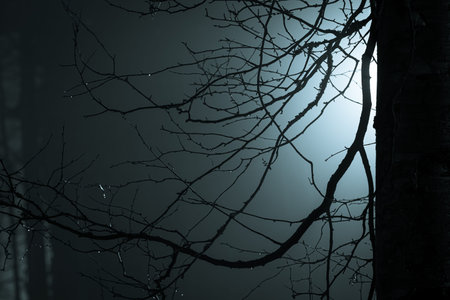 Abstract tree branches at foggy night lit by streetlamp