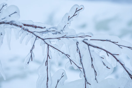 Frozen icicles on small tree at lake shore in Finland