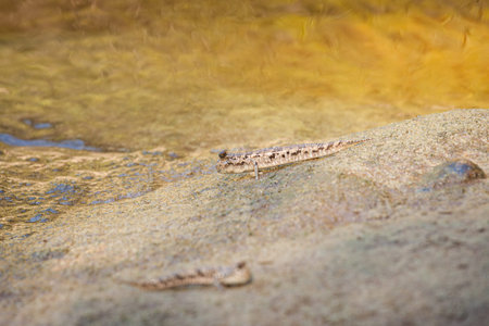 Mud skipper fish on sand beach borneo malaysia