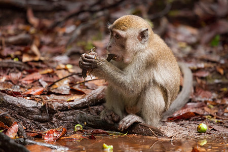 Wild long-tailed macaque in forest Bako national park sarawak malaysia