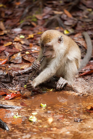Wild long-tailed macaque in forest Bako national park sarawak malaysia