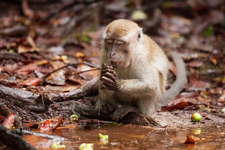 Wild long-tailed macaque in forest Bako national park sarawak malaysiaの写真素材