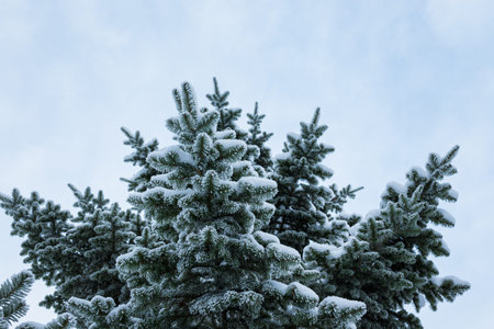 Hoarfrost in spruce tree branches at winter day