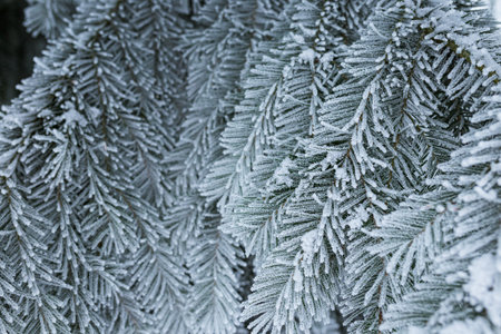 Hoarfrost in spruce tree branches at winter day
