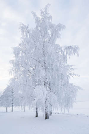 Trees covered in frost snow nature winter sceneの写真素材