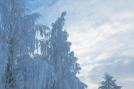 Tree covered in hoarfrost and sky at winter day