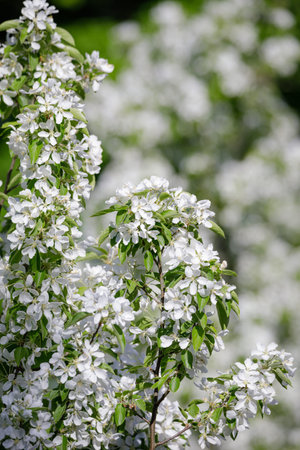 Beautiful apple tree flowering in city park close-up