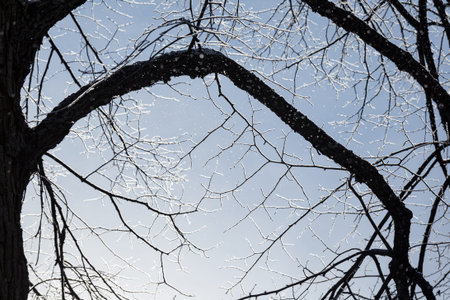 Tree branches covered in frost snow cold winter day