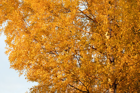 Birch tree and foliage in autumn colors at sunny day