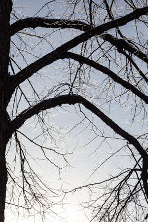 Tree branches covered in frost snow cold winter dayの写真素材