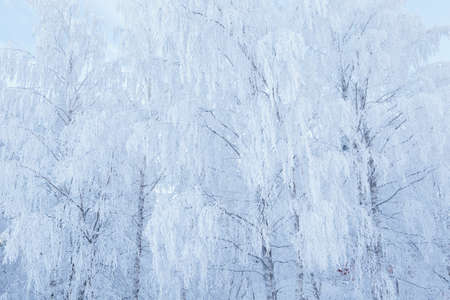 Birch tree top covered in frost snowの写真素材