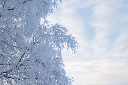 Tree branches covered in frost snow cold winter dayの写真素材