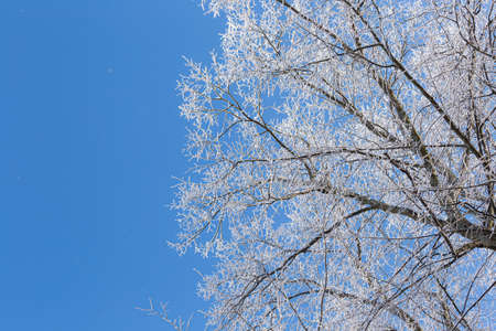 Tree branches covered in frost snow cold winter dayの写真素材