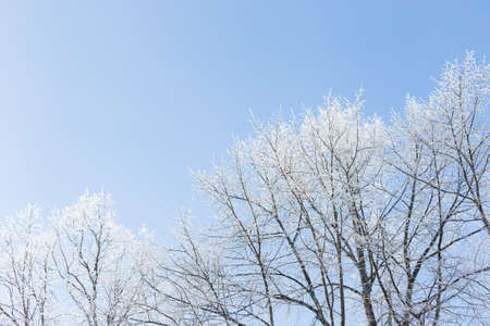 Tree branches covered in frost snow cold winter dayの写真素材