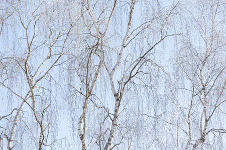 Tree branches covered in frost snow cold winter dayの写真素材