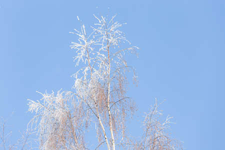 Tree branches covered in frost snow cold winter dayの写真素材