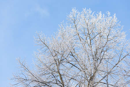 Tree branches covered in frost snow cold winter dayの写真素材