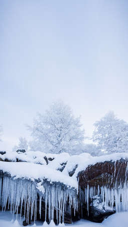 Row of big frosty icicles in natureの写真素材