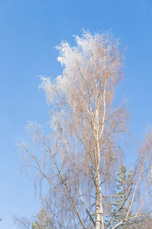 Tree branches covered in frost snow cold winter dayの写真素材