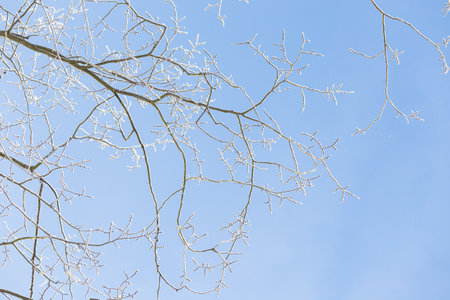 Tree branches covered in frost snow cold winter dayの写真素材