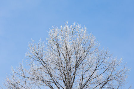 Tree branches covered in frost snow cold winter dayの写真素材