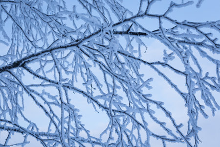 Tree branches covered in frost snow cold winter dayの写真素材