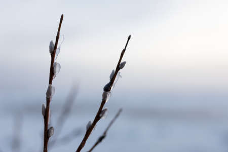 Willow branch frozen at winter selective focusの写真素材