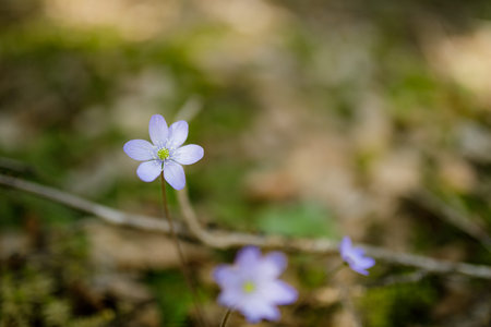 Hepatica nobilis in the forest at spring day