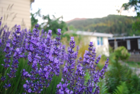 Violet flowers in queenstownの写真素材