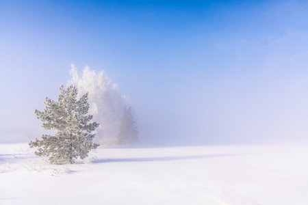 Fluffy tree spruce and birch. The branches of the tree are covered with thick white frost. Dunes and...