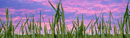 Panorama Green not ripe ears of wheat rye in field during summer, warm sunset sunrise, blue-fire sky with cloudsの写真素材