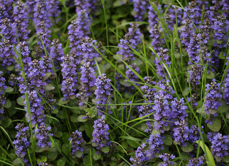 flowers in a garden, summer dayの写真素材