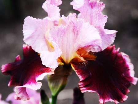 Beautiful bright irises in the summer gardenの写真素材