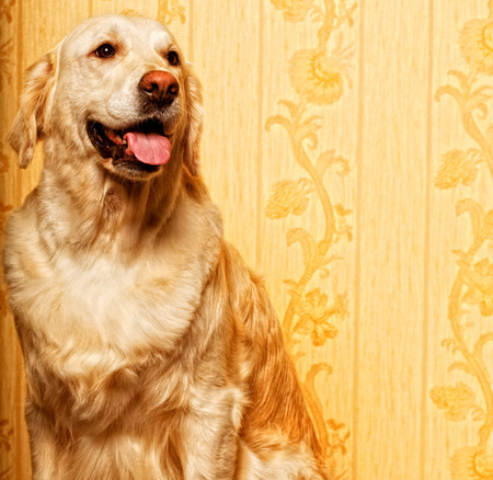 beautiful golden retriever dog photographed at homeの写真素材